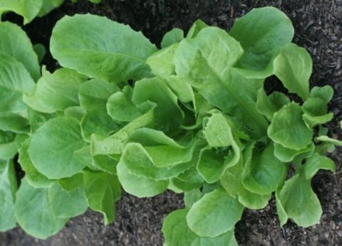 Endive Broad Leaved Batavian Escarole - Ontario Seed Company