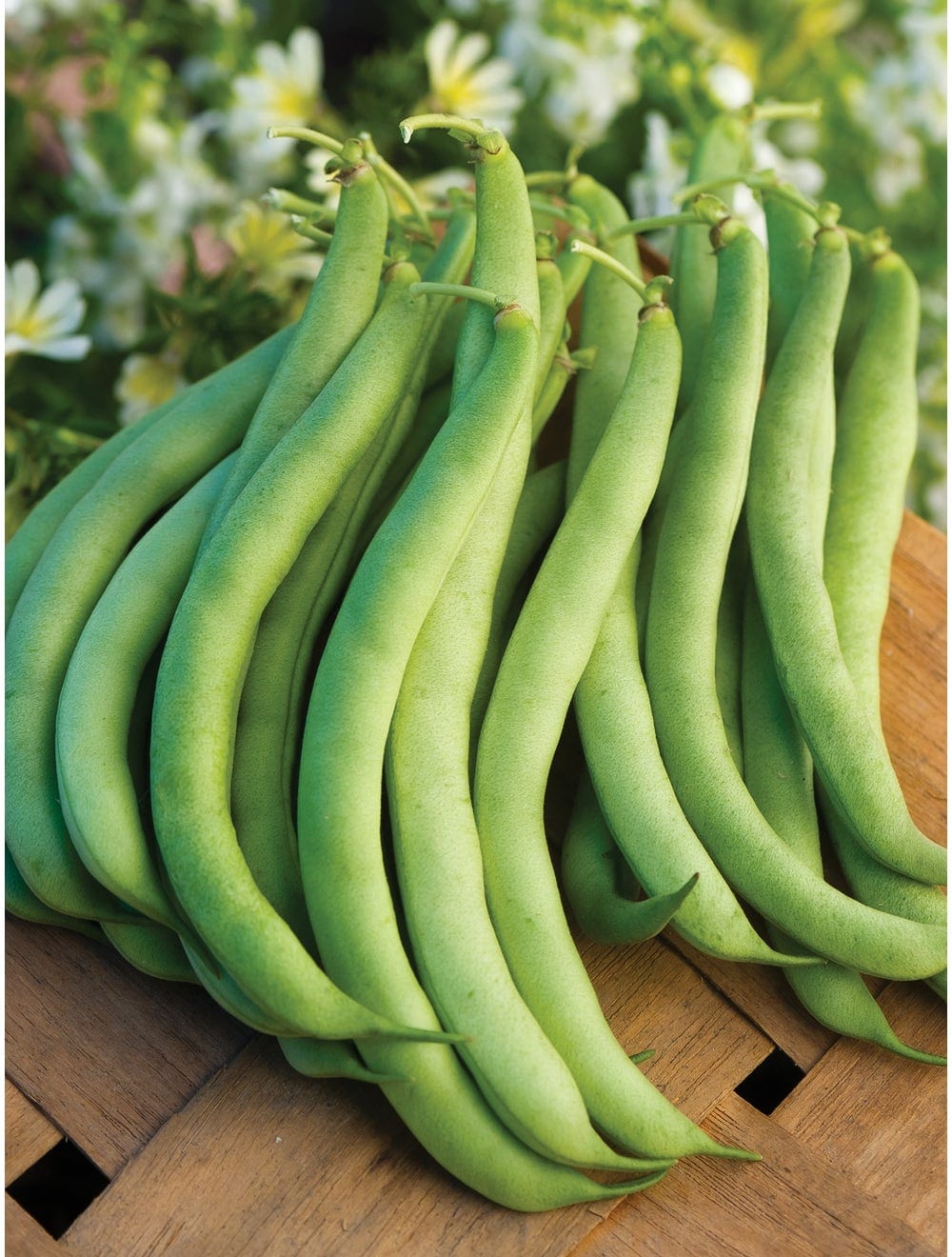 burpees garden seeds Bean Burpees Stringless Green Pod Bush