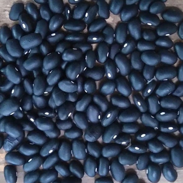 Bean Ecplipse Black - Saanich Organics Seeds