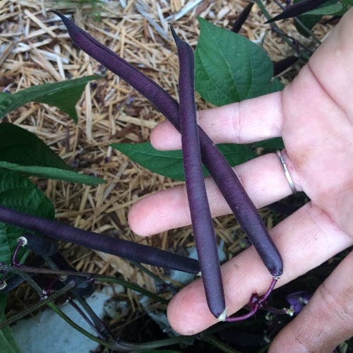 Beans Royal Burgandy Bush - Good Earth Farms