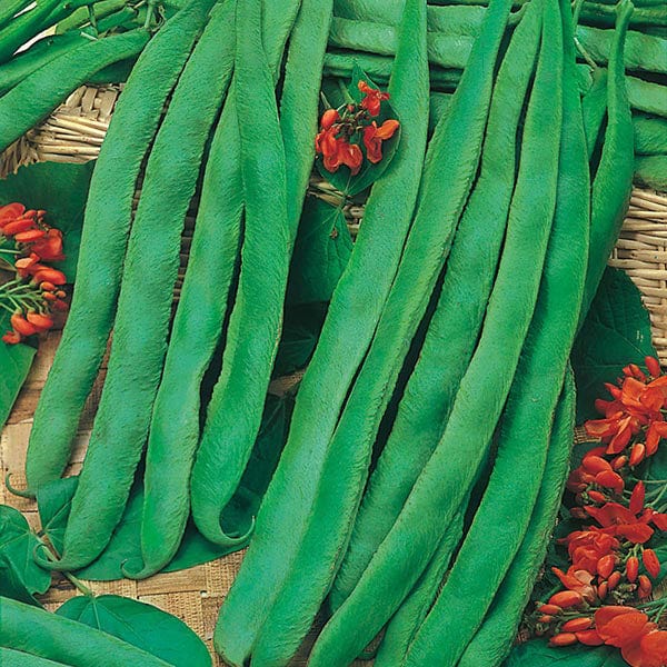 Bean Scarlet Emperor - Mr. Fothergill's Seeds