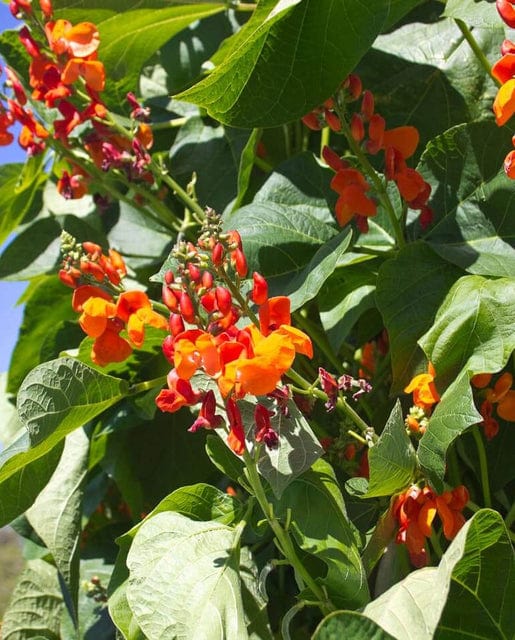 Bean Scarlet Emperor - West Coast Seeds