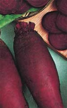 Beet Cylindra - Aimer's Organic Seeds