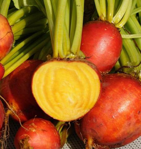 Beet Touchstone Gold - West Coast Seeds