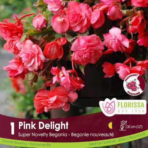 Super Novelty Begonia Pink Delight Spring Bulb