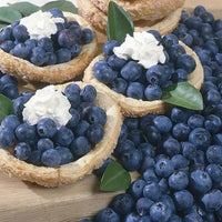 Blueberry - Bluecrop