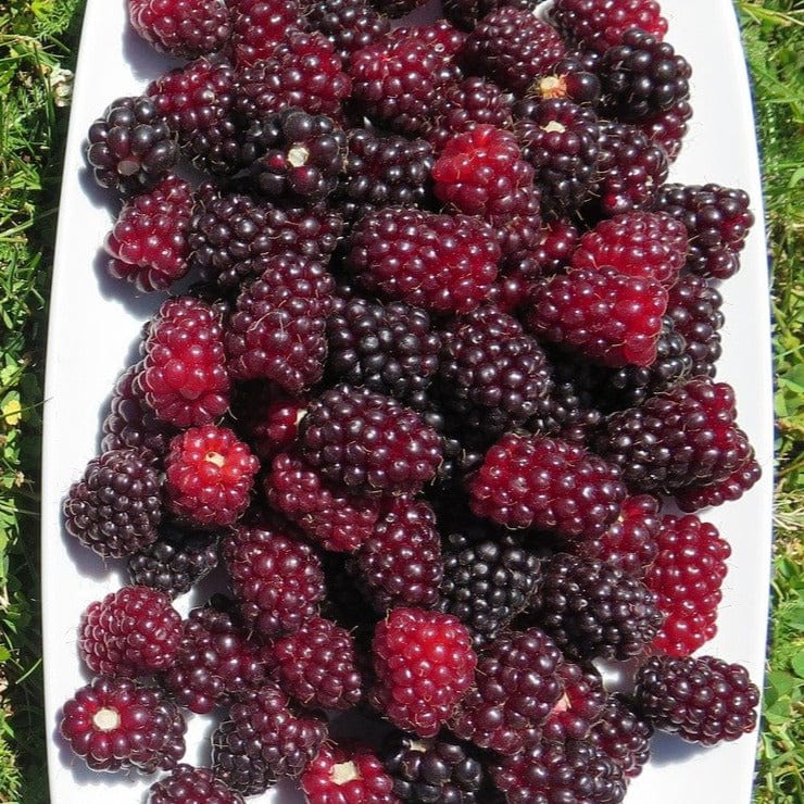 Boysenberry Thornless, 1 Year Old Canes 1 Gallon Pot Wildwood