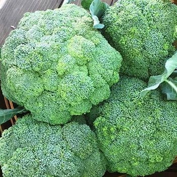 Broccoli Bravado - Renee's Garden