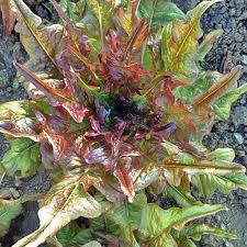 Lettuce Bronze Arrow - Salt Spring Seeds