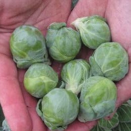Brussels Sprouts Hestia - Renee's Garden Seeds