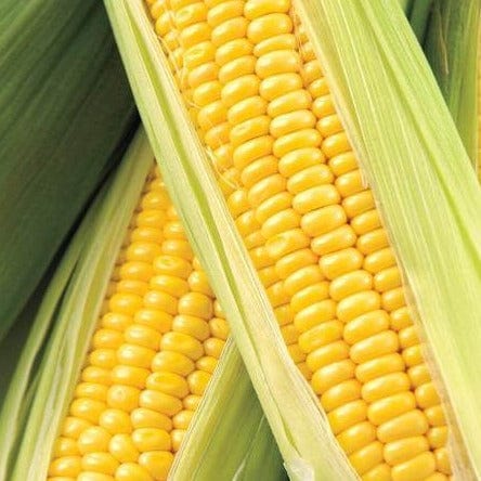 Corn Honey Select BULK Size - West Coast Seeds