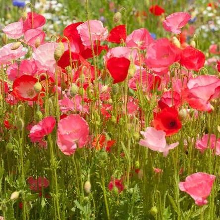 Wildflowers Deer Resistant Bulk