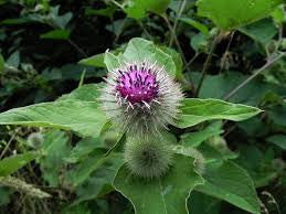 Burdock (Arctium lappa) - Salt Spring Seeds