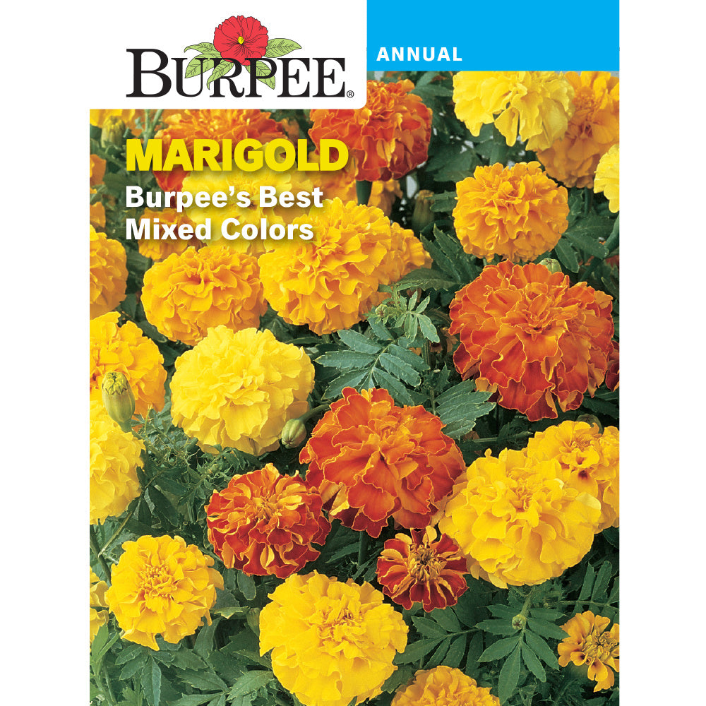 Marigold Burpee's Best Mix - Burpee Seeds