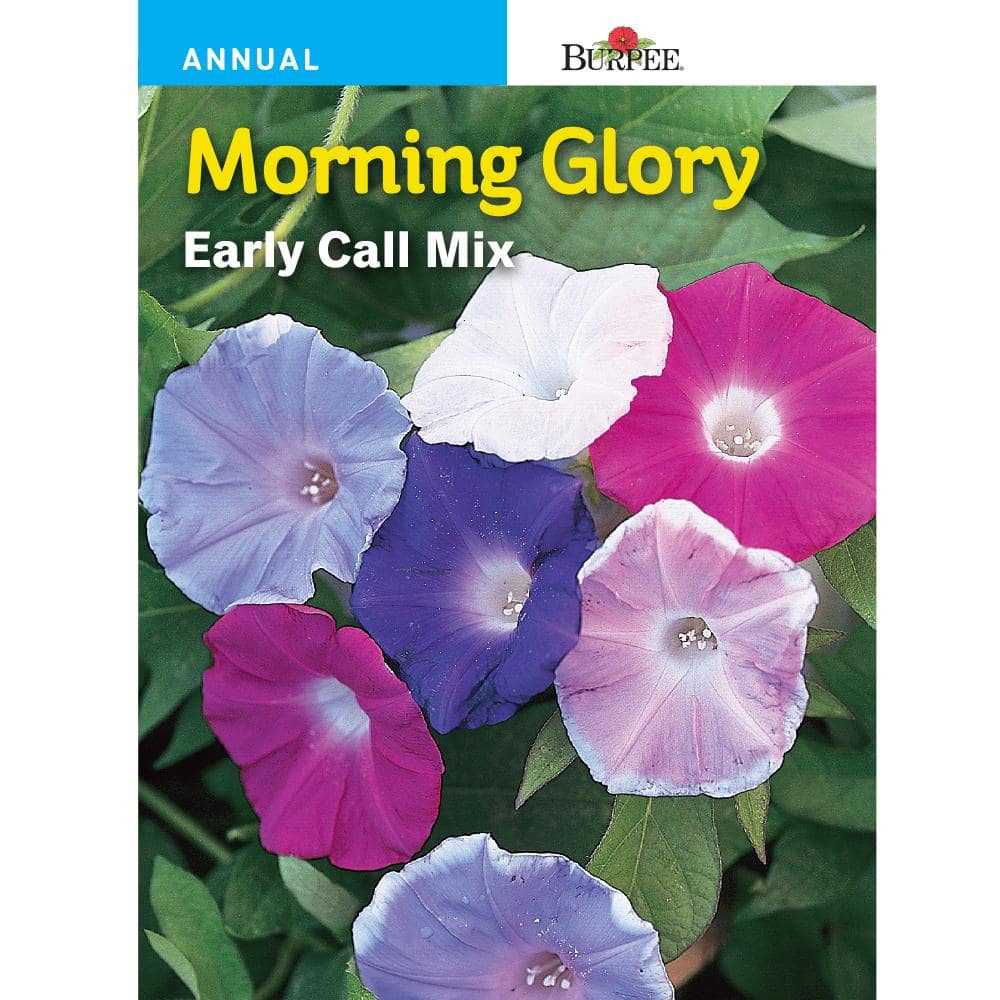 Morning Glory Early Call - Burpee Seeds