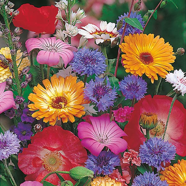 flower seeds that attract butterflies Butterfly Attracting Mix Annuals