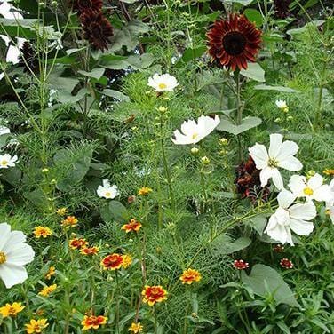 Butterfly Garden Bonus Pack - Renee's Garden