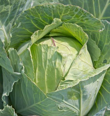 Cabbage Copenhagen Market - West Coast Seeds