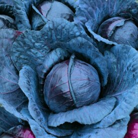 Cabbage Red Express - Ontario Seed Company