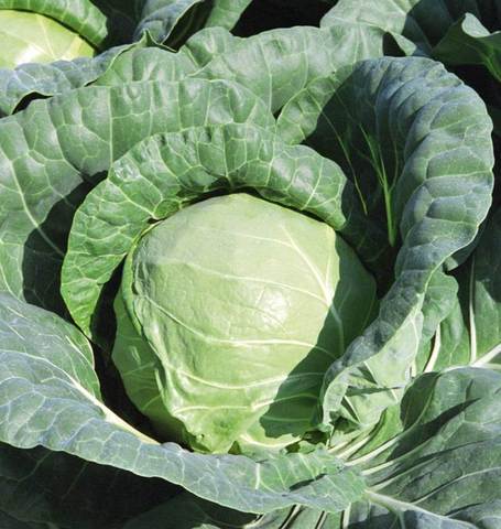 Cabbage Tiara - West Coast Seeds