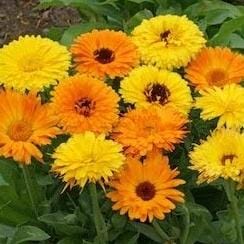 Marigold Pacific Beauty (Calendula) - Cornucopia Seeds