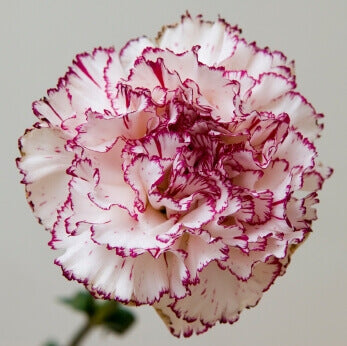Carnation Chabauds Giant - Ontario Seed Company