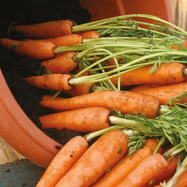 Carrot Amsterdam 3, Seed Tape - Mr. Fothergill's Seeds