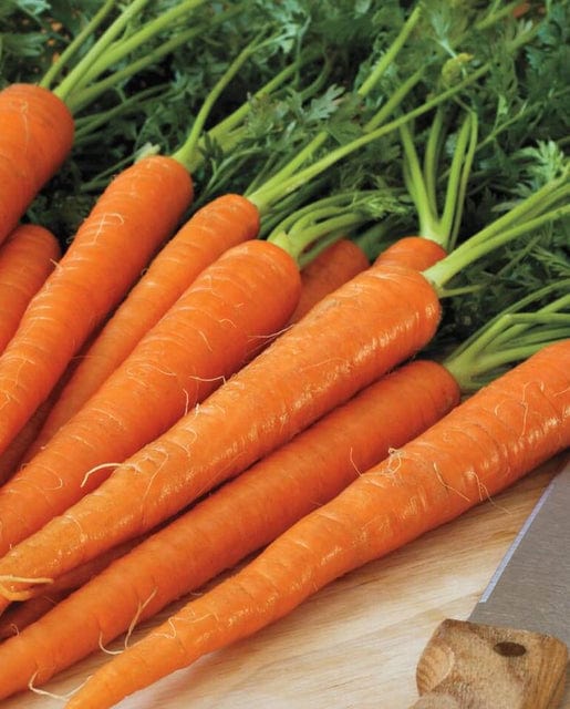 Carrot Neptune - West Coast Seeds
