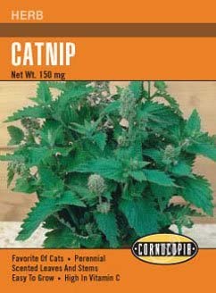 1000+ Catnip Seeds - Perennial - Bug Repelling - Non Gmo - Heirloom - Herb 1000+ Catnip Seeds - Perennial - Bug Repelling - Non Gmo - Heirloom - Herb