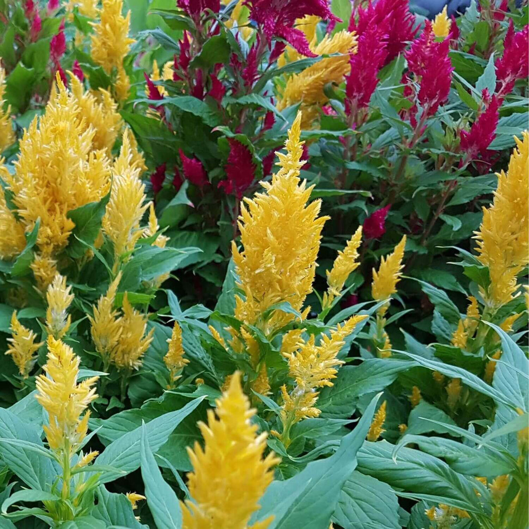 Celosia Plumosa Mixed - Ontario Seed Company