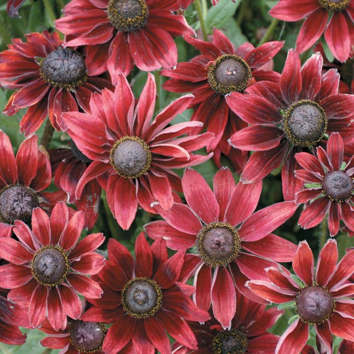 Rudbeckia Cherry Brandy - Ontario Seed Company