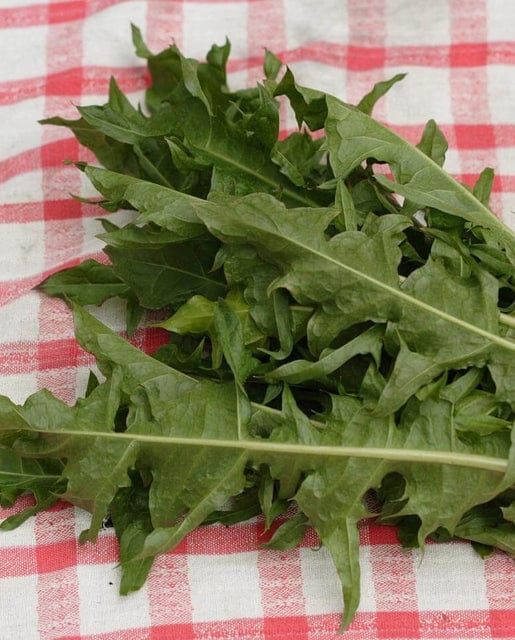 Chicory Italian Dandelion Endive - West Coast Seeds