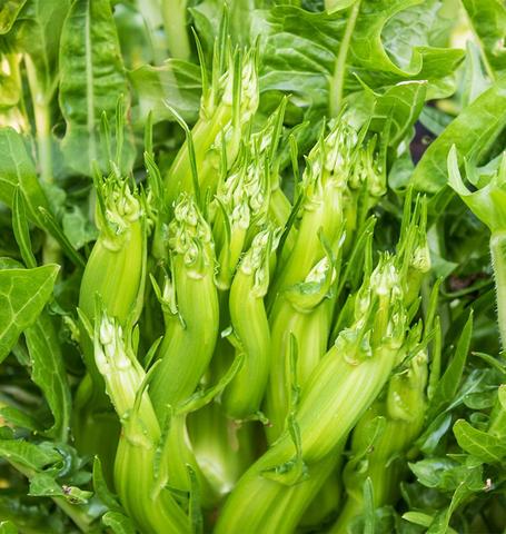 Chicory Puntarelle Endive - West Coast Seeds