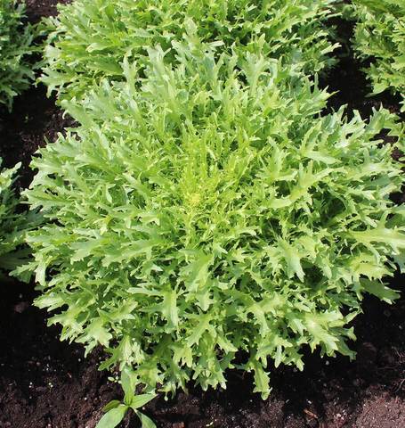 Chicory TFM Frisee Endive - West Coast Seeds