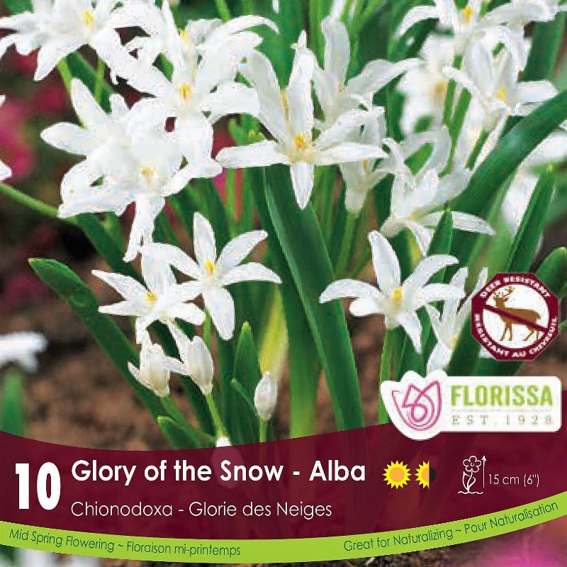Chionodoxa Glory of the Snow Alba