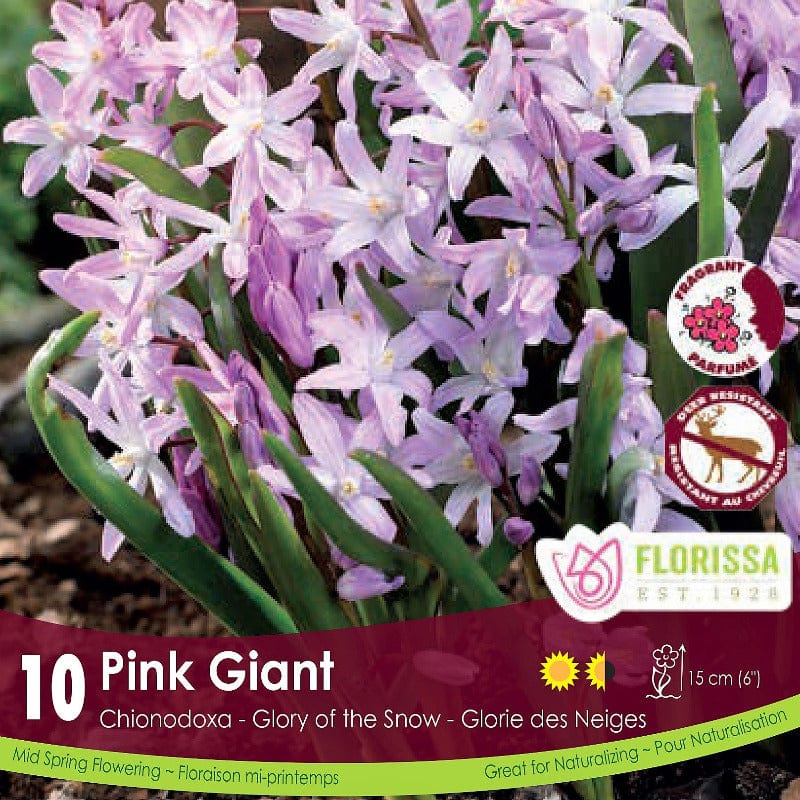 Chionodoxa Pink Giant