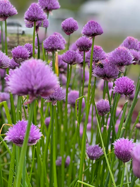 Chives - Saanich Organics