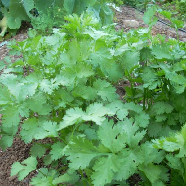 Cilantro - Good Earth Farms