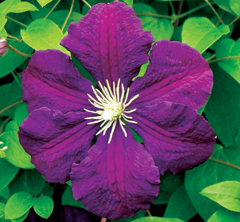 Clematis Jackmanii Superba