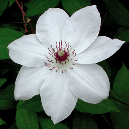 Clematis Miss Bateman