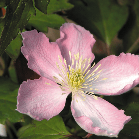 Clematis Montana Tetrarose
