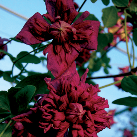 Clematis Plena Eligans