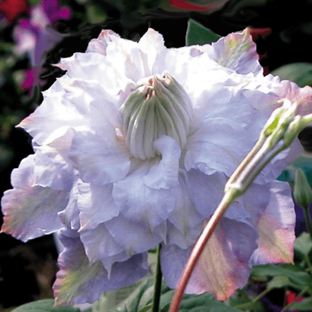 Clematis Veronica Choice