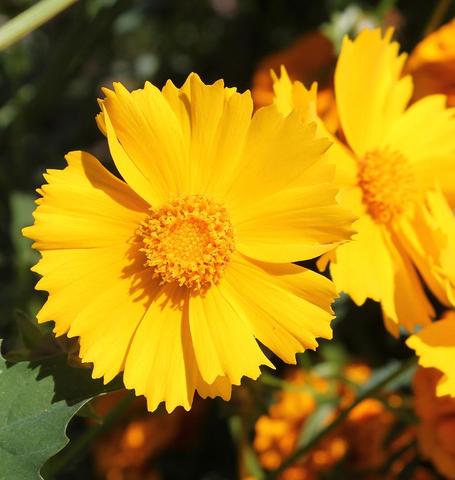 Coreopsis Lanceleaf - West Coast Seeds