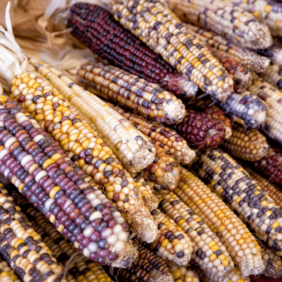 Corn American Indian Flour - Salt Spring Seeds