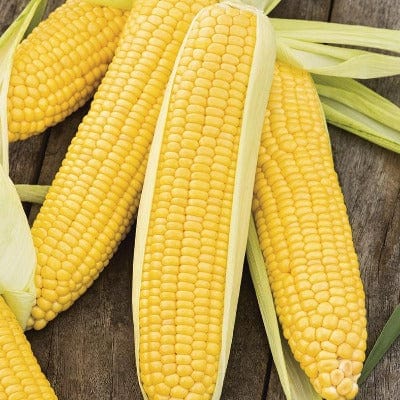 Sweet Corn Applause F1 - MF Seeds
