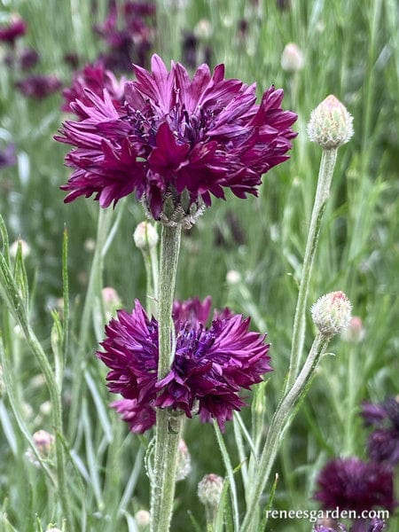 Cornflower Velvet Dawn - Renee's Garden