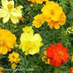 Cosmos Little Ladybirds - Renee's Garden