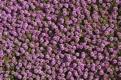 Creeping Thyme - Ontario Seed Company