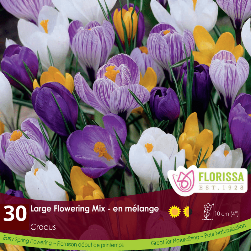 Crocus | Large Flowering Mix - Bonus Pack | Fall Planting Bulb